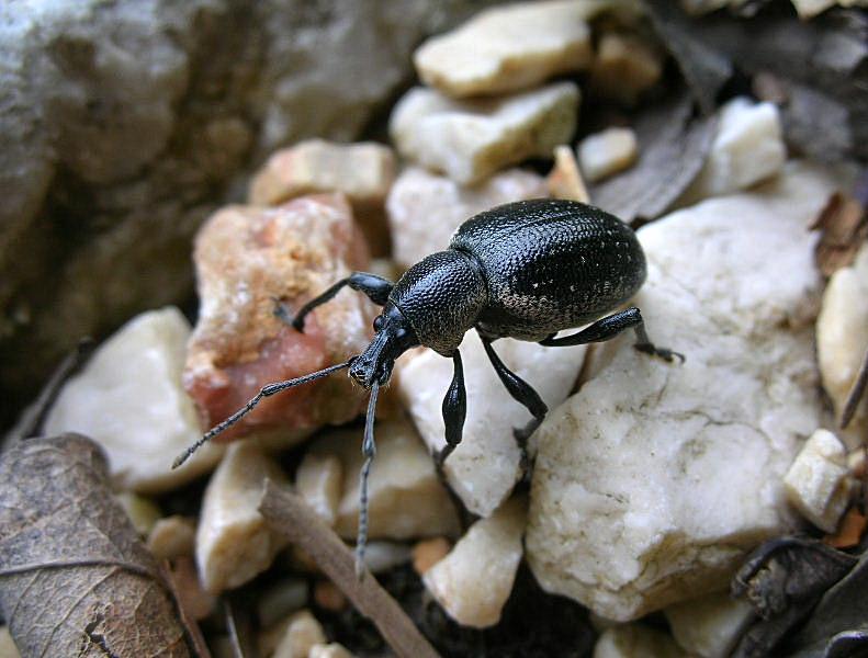Una gitarella all''Altopiano di Caradeghe (Bs)